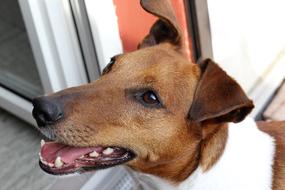 purebred dog with a brown head