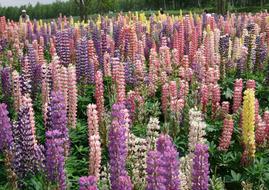 Lu Ice Flower Lupin Color Sea Of