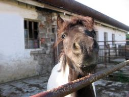 Pony The Head Of A Small Horse