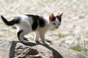 kitten on a large stone on a blurred background