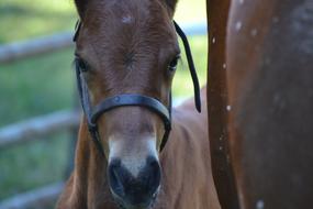 Equine Horse Foal