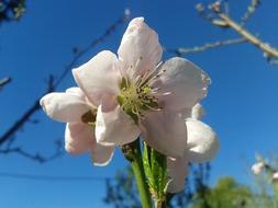 Peach Color Spring