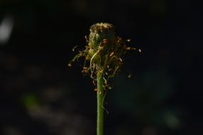 dandelion sprout in the dark