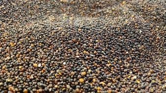 Quinoa Black