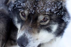 Husky Finland Lapland