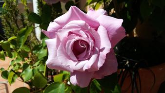Rosa Pink Flower Roses