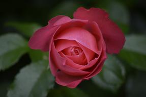 Rose Bud Summer