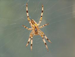 brown spotted spider on a blurred background