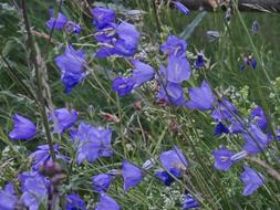 Blue Bells Flowers