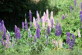 wild colored flowers in the field