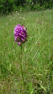 Pyramid Orchis With Blood Droplets