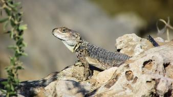 Stellagama Stellio Cypriaca Lizard on stones on a blurred background