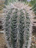 Prickly Sharp Succulent