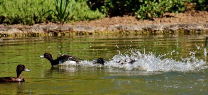 Tufted Duck Ducks Play
