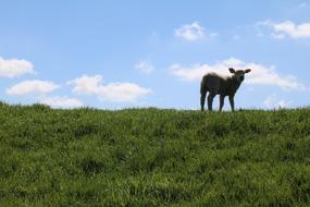 Lamb Dike Sweet Dyke