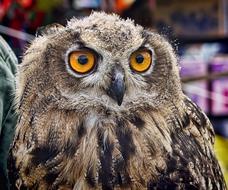 Portrait of the colorful, beautiful and cute owl, with the big eyes