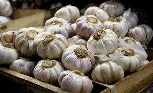 fragrant garlic fruits