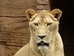 Lion Zoo Predator Big