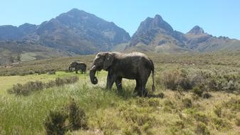 Elephant South Africa Largest animal