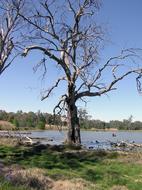 Gum Tree