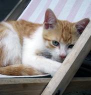 red Cat Tomcat