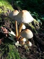 white mushrooms in green grass and soil