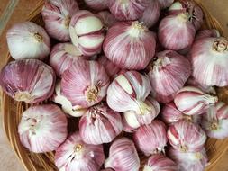 Garlic Power