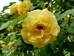 the yellow rose is magnificent