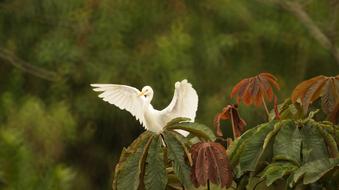 a little bird on a green leaf