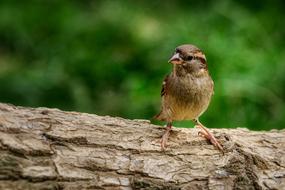 a sparrow sitting on a thick tree branch