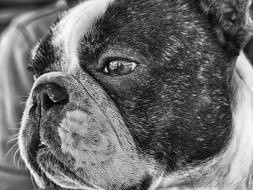 French Bulldog black and white