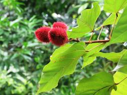 tropical tree with fruits