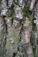 Pine old Wood