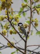 Great Tit Parus Major Bird