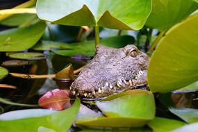 Crocodile Animal Reptile in lake