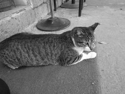 Cat Animals Pet black and white