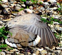 bird stands on pebbles in nature