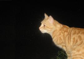 cute red Tomcat on black background