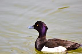purple-headed duck swimming in the pond