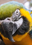 parrot macaw, close-up