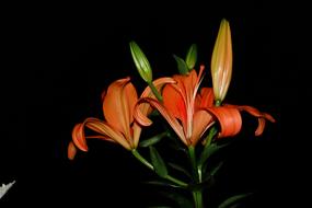 beautiful flowers in the dark