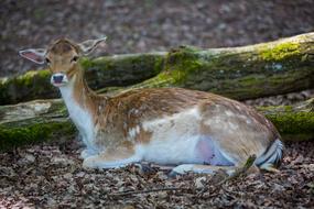 Wild Roe Deer Dybowskiwild