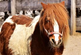 brown pony on the farm close up