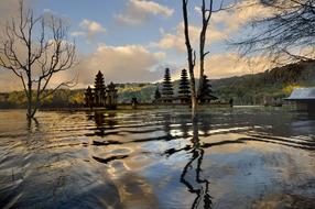 Water Tree Mood