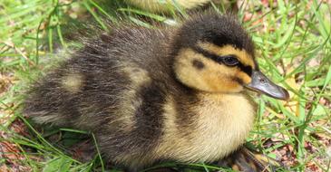 Duckling Duck