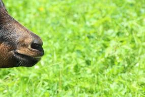Goat Brown
