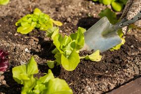 green sprouts in the ground