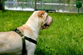 Sharpay Dog Grass