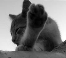 Kitten Cat