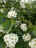 white flowers on foliage landscape